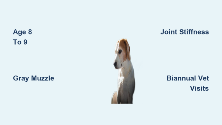 When Is a Beagle Considered a Senior?