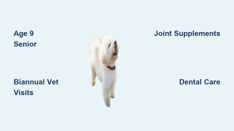 When Is a Bichon Frise Considered a Senior? (2026 Guide)